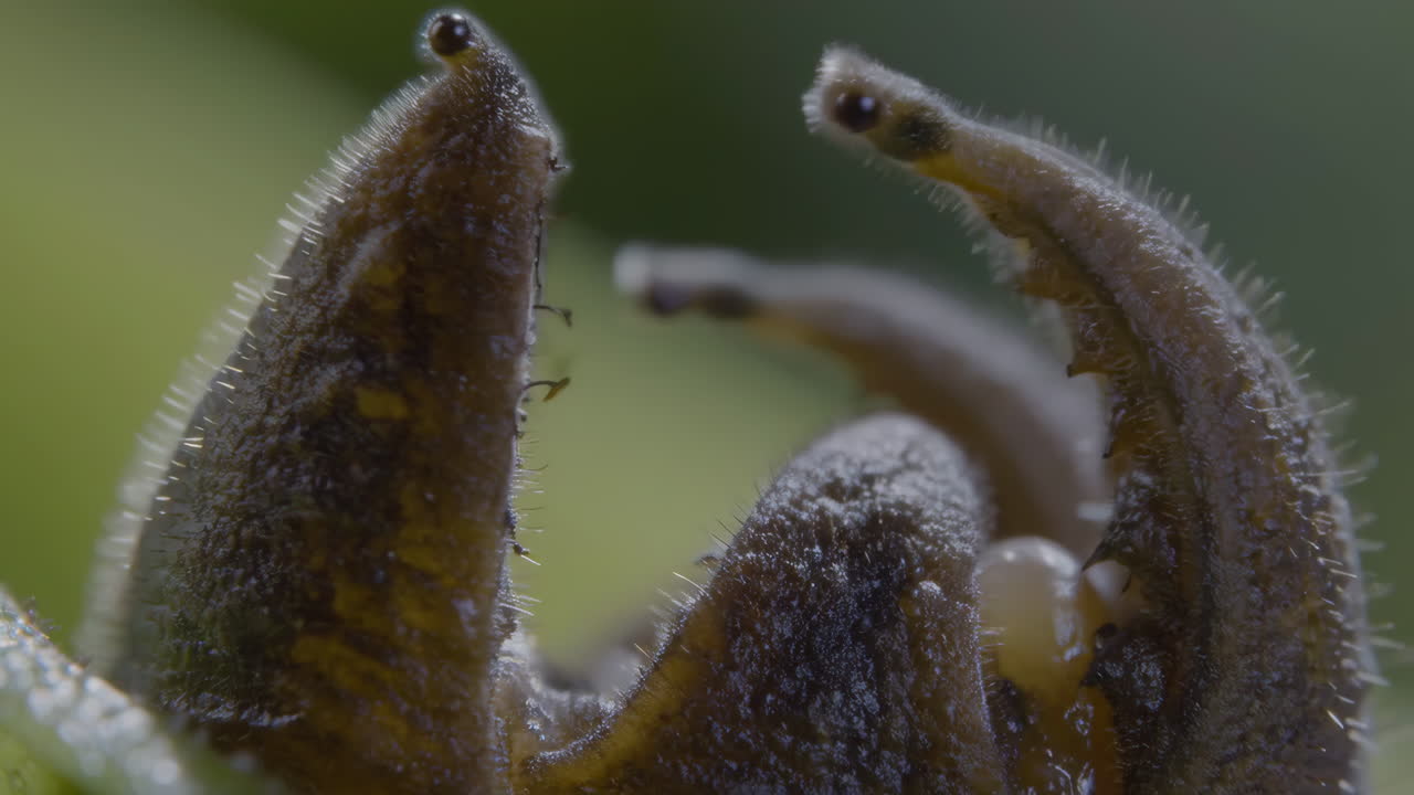 Macro shot of an insect