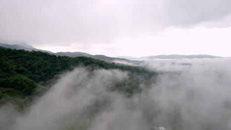 雾霾的早晨 在荒野的森林中间