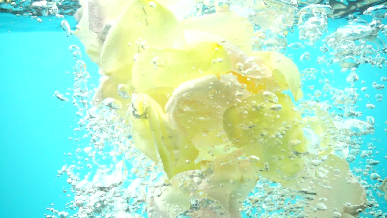 Petali di rose cadono nell'acqua. Sfondo. Movimento rallentato.