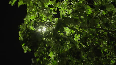 hojas de árboles iluminadas por la noche
