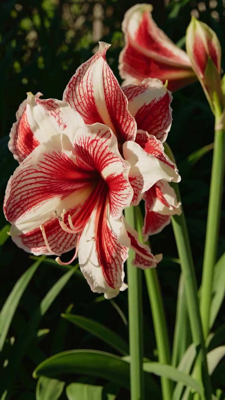 Primo piano di un vibrante fiore di amarillide rosso e bianco in fiore