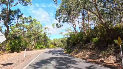 a serene drive through lush eucalyptus forests on a sunny day along the great ocean road, showcasing natural beauty and winding roads