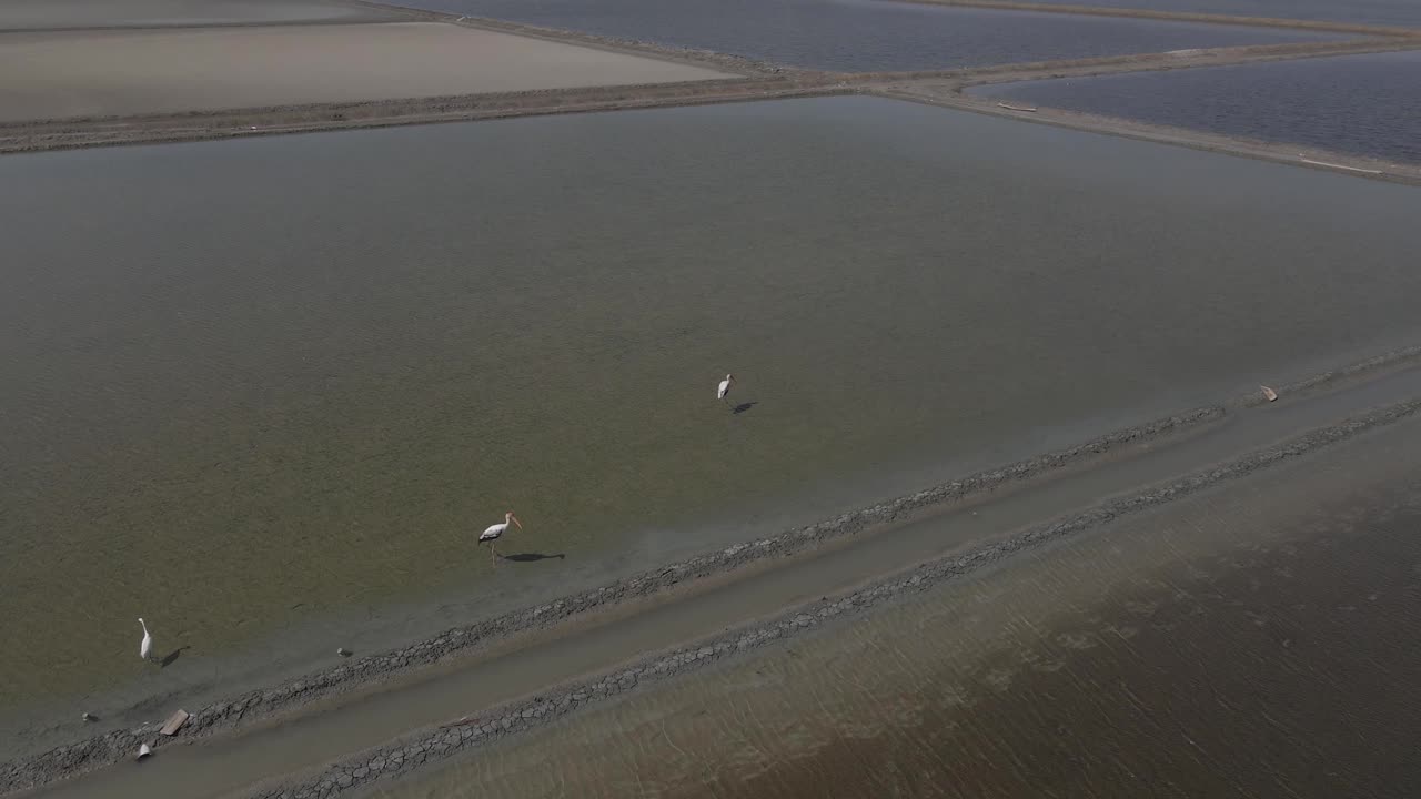 4K Aerial Drone Footage of Giant Pelican Birds Taking Off from a Salt Lake in Phetchaburi, Thailand.