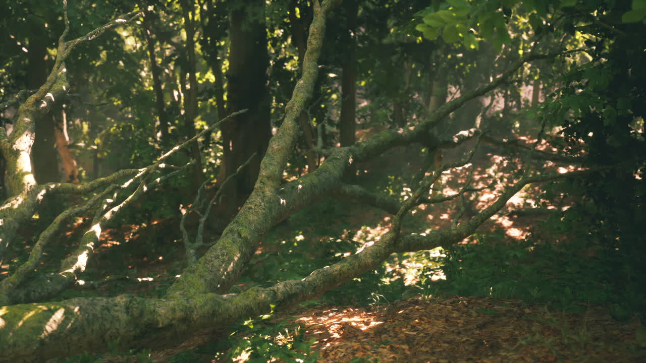 Scena della foresta illuminata dal sole