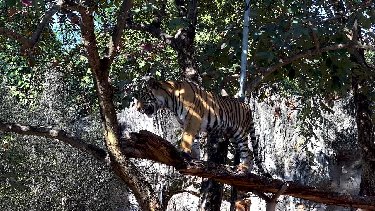나무에 있는 호랑이