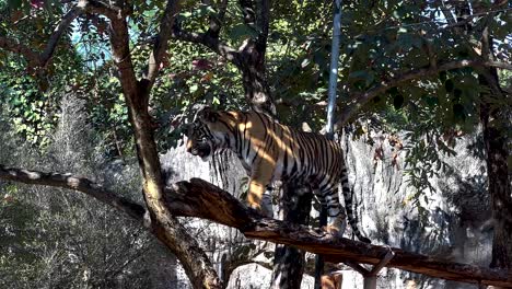 tigre en un árbol