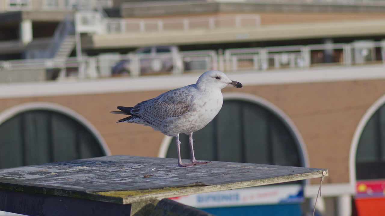 Nahaufnahme einer europäischen Möwe in der Stadt, in ihrer natürlichen Umgebung, als Teil der Wildtier-Szenerie.