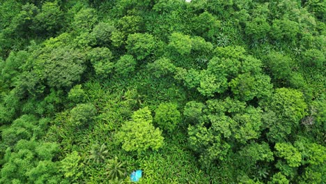 Overhead-drone-shot-of-lush-island-jungle-covered-in-abaca-trees-and-Philippine-acacia-trees-next-to-winding-road