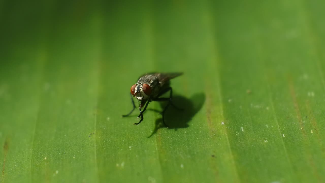 fly hd videos. The fly moves its wings when it lands on the leaves. black fly footage