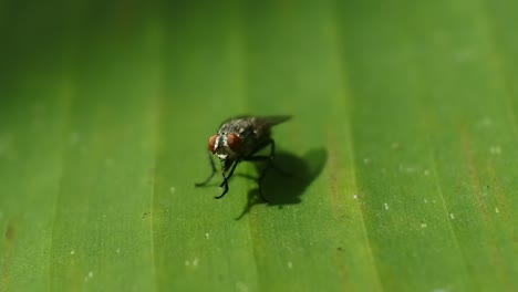 fly hd videos. the fly moves its wings when it lands on the leaves. black fly footage