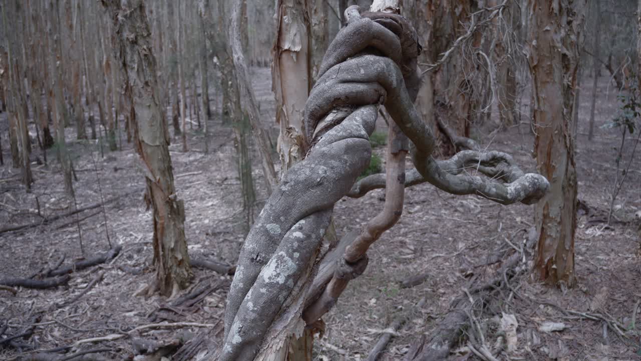 lianas de la selva tropical raíces de árboles nódulos nódulos ramas dentro del bosque, naturaleza