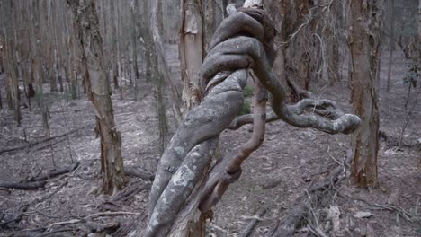 rainforest lianas gnarly gnarled tree roots branches inside forest, nature