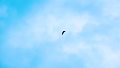 Pájaro-águila-Volando-En-El-Cielo-Azul-Claro-Durante-El-Día