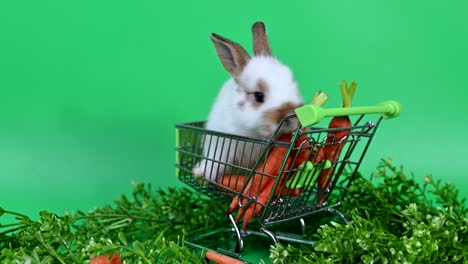 conejo en el fondo de la pantalla verde. animal espiritual y mascota inteligente para la pascua