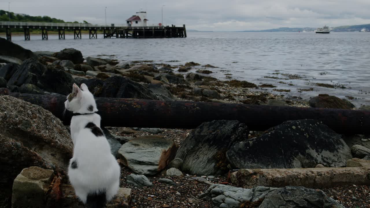 Back View Of Spotted White Cat Sitting On Shore Of KIlcreggan Bay With View Of Kilcreggan Pier In Distance
