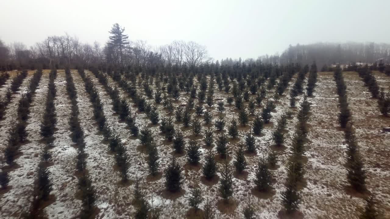 Aerial Push NC Christmas Tree Farm