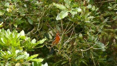 Ein-Süßer-Orangefarbener-Vogel,-Der-Auf-Einem-Ast-In-Einem-Grünen-Und-üppigen-Baum-Sitzt,-Bevor-Er-Aus-Dem-Bild-Fliegt