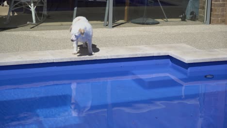 dog thinking about jumping into pool