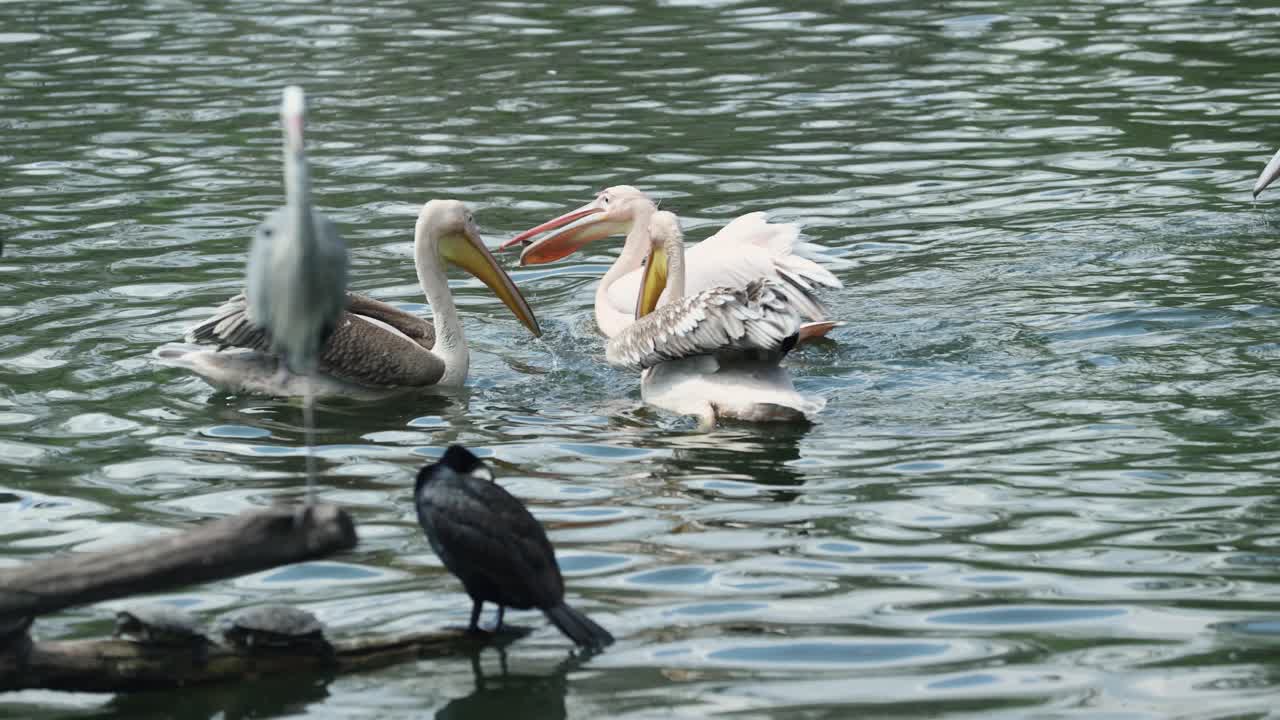 Pelican group try to catching some fishes from lake water | Premium ...
