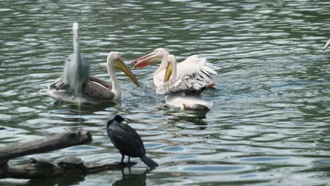 el grupo de pelícanos intenta atrapar algunos peces del agua del lago.