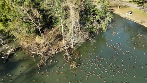 aerial view of the black bellied whistling ducks and ibises at audubon park in new orleans