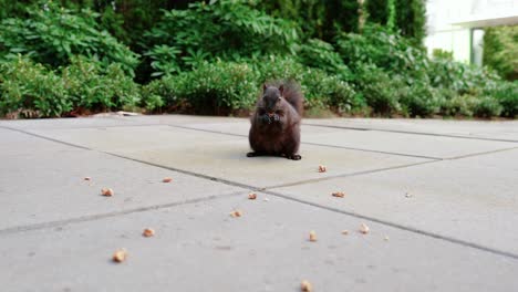 linda ardilla negra comiendo nueces en el patio trasero