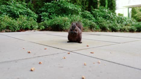 cute black squirrel eating nuts in the backyard