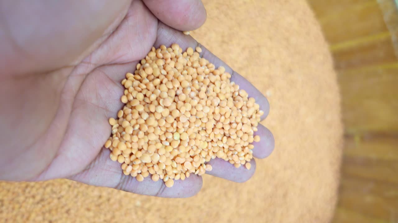 Hand holding red lentils