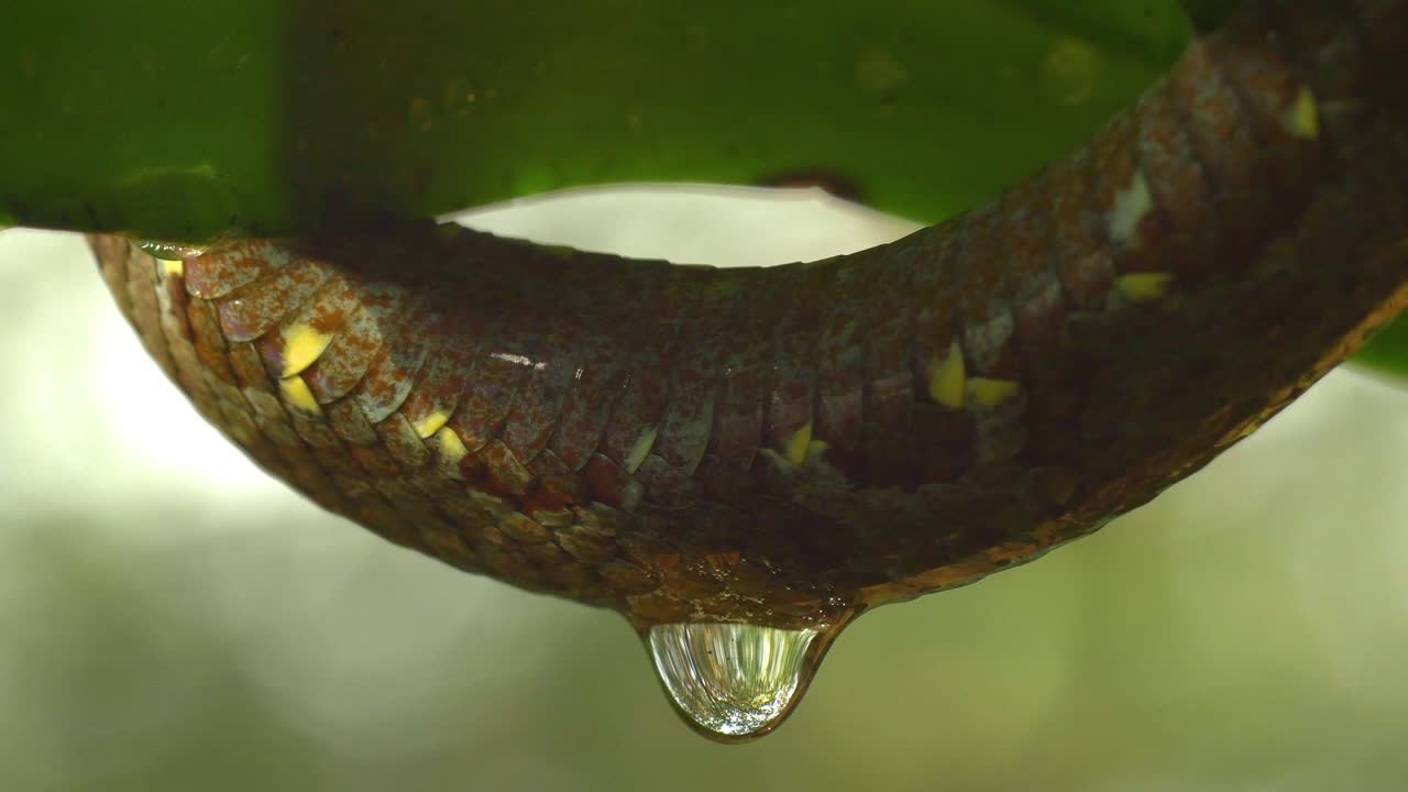 Water trickles from the body of a Malabar Pit viper snake just after a rain shower appears in day time around the western ghats of Amboli in India