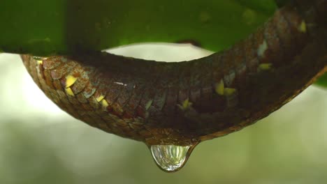 water trickles from the body of a malabar pit viper snake just after a rain shower appears in day time around the western ghats of amboli in india