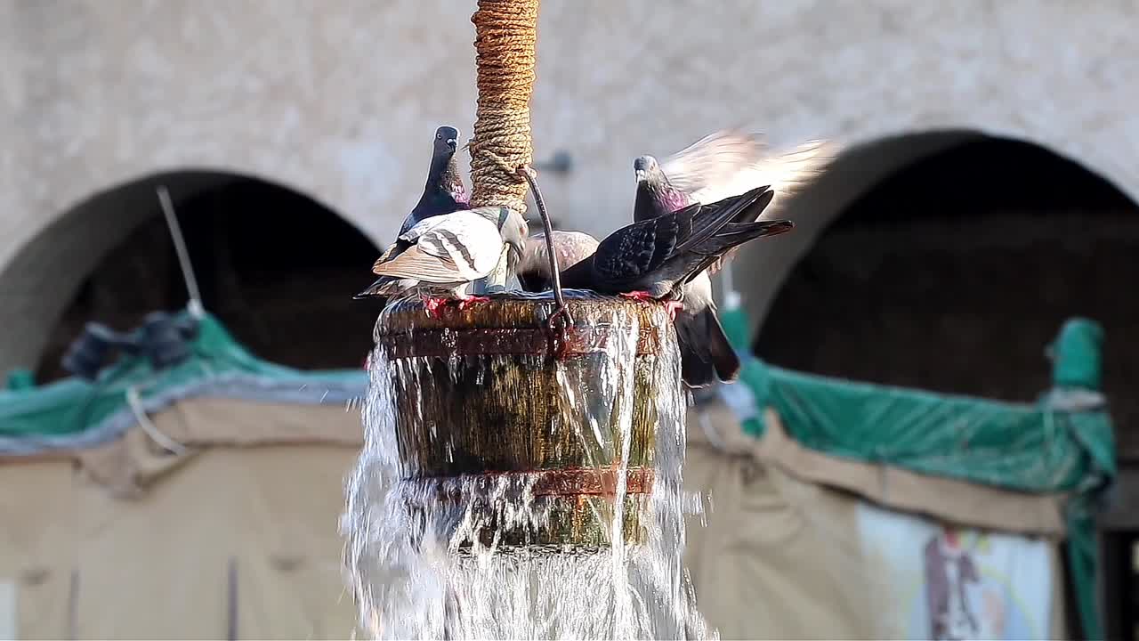 Pigeons playing with water at Souq Waqif in Doha, Qatar
