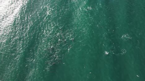 dolphins and sharks swimming in the ocean in nsw, australia - aerial shot