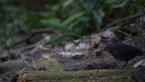 Die-Sundadrossel-Ist-Eine-Vogelart-Aus-Der-Familie-Der-Turdidae