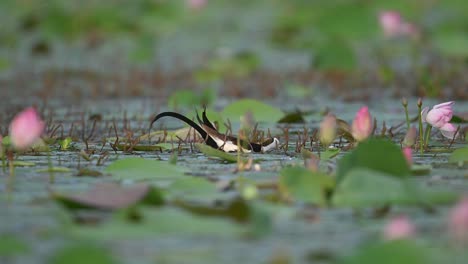 queen of wetland pheasant tailed jacana feeding in pond