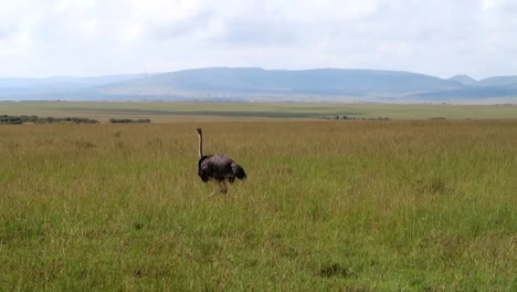 ostrich walks slowly in a field of grass that stretches all the way to a distant mountain on the horizon