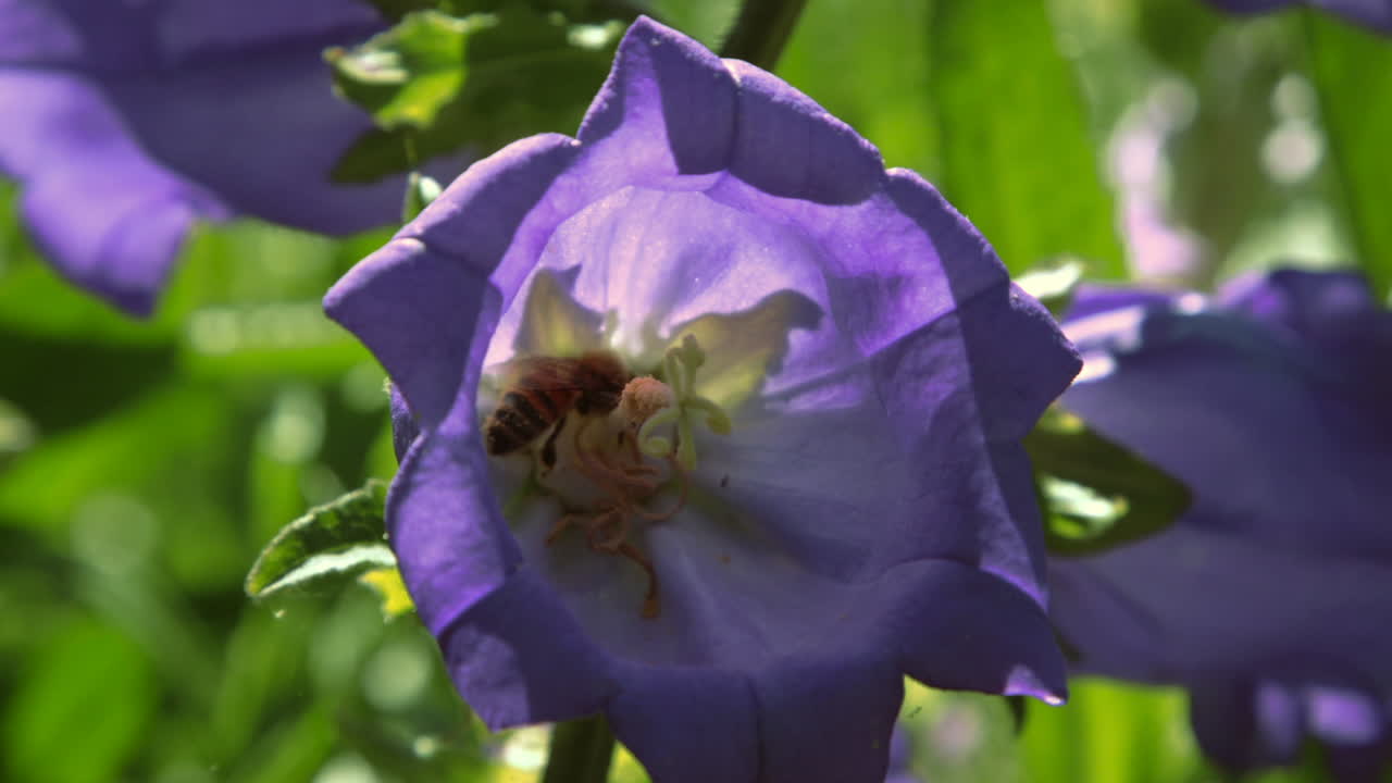 abejas en flores de campana moradas