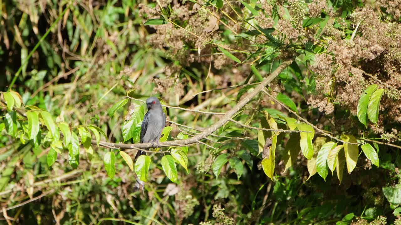 visto posado en una rama mirando a su alrededor y luego despega dos veces para regresar con comida en la boca, ceniciento drongo dicrurus leucophaeus, parque nacional khao yai, tailandia