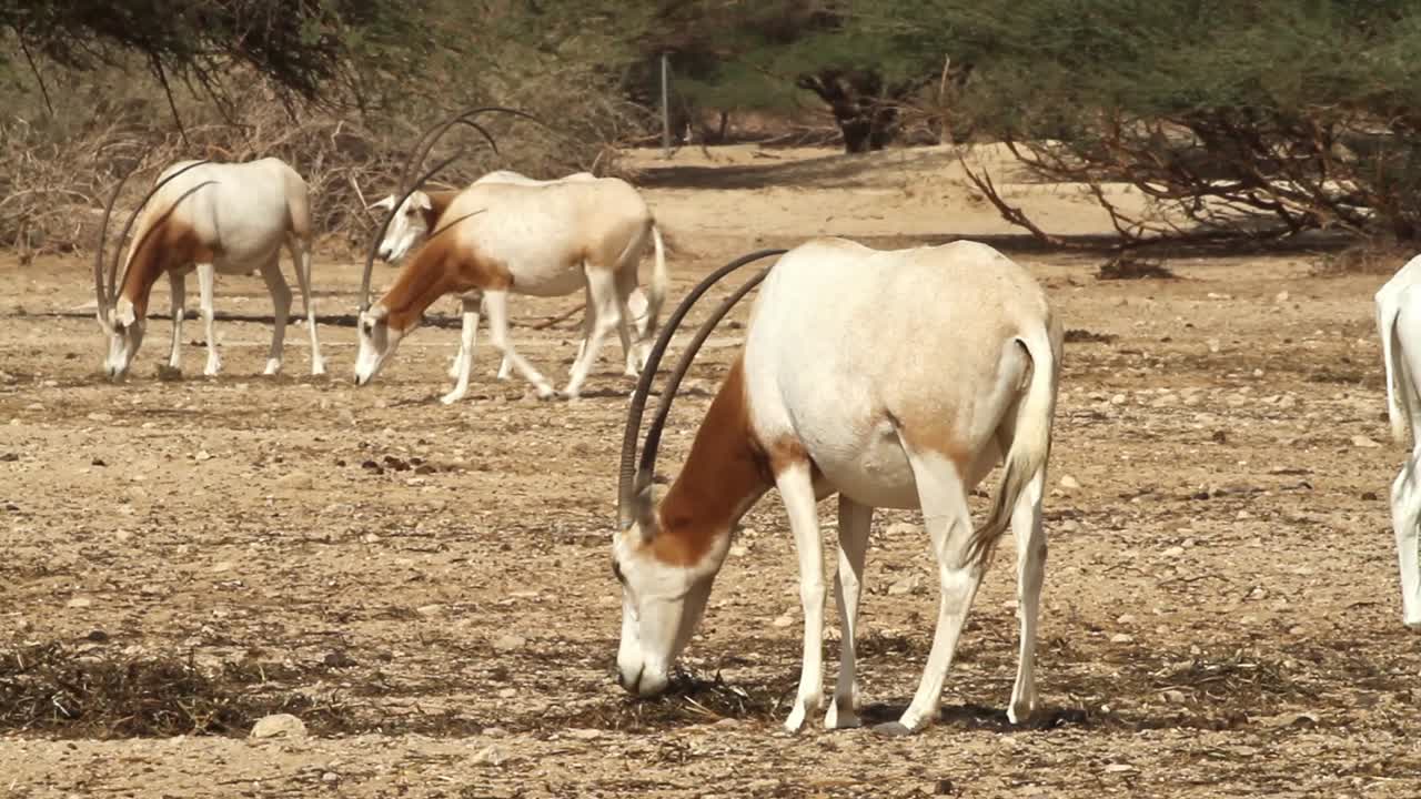 Scimitar Oryx in captive-breeding program in Israel.