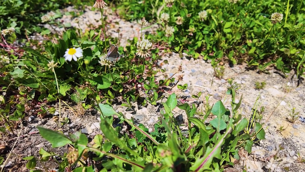 Una farfalla vola sopra margherite bianche e trifoglio verde alla luce solare naturale e brillante all'aperto.