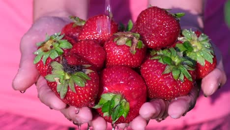 a woman plucked large red strawberries from the garden. demonstration of ripe strawberries, slow motion