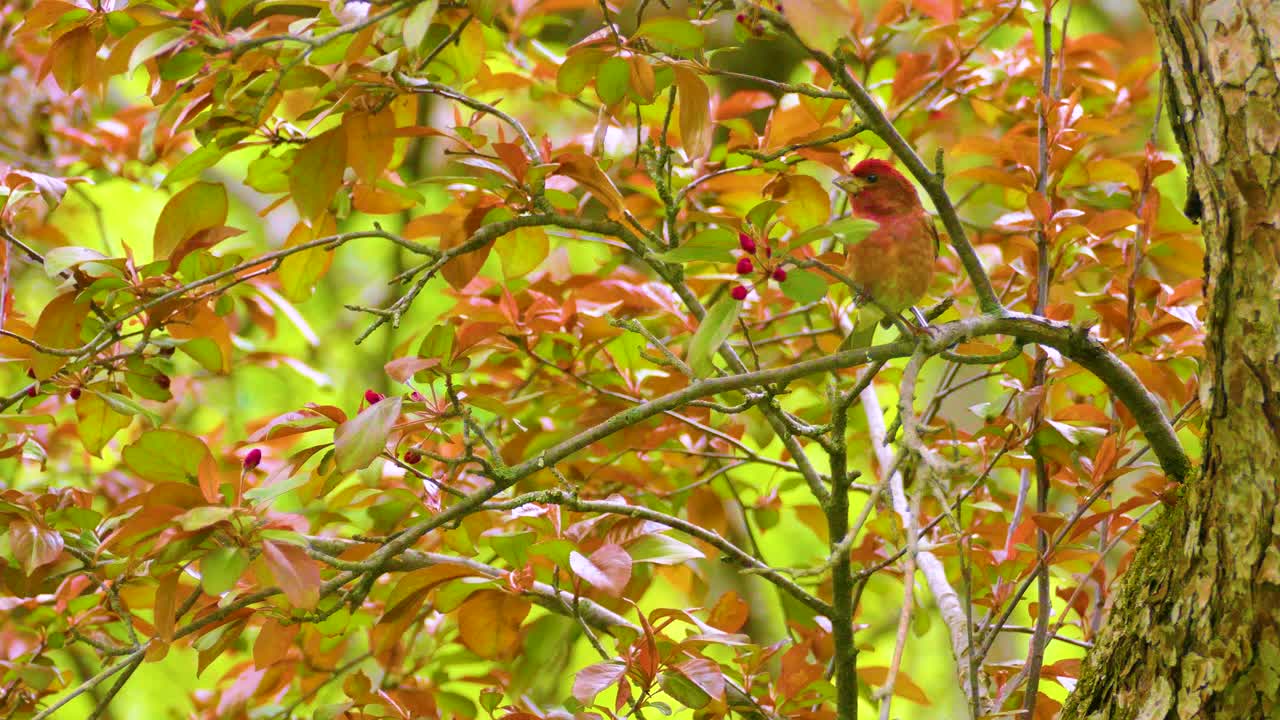 House Finch perched on a branch of a tree