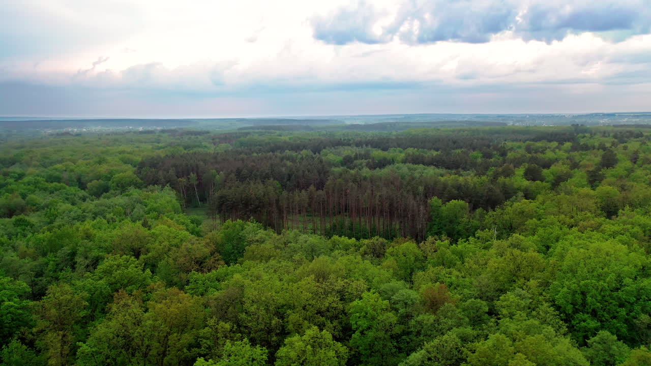 Flying over the tops of trees. Beautiful landscape of peaceful atmosphere among green trees of a forest outdoors. Aerial view. Camera moves left.