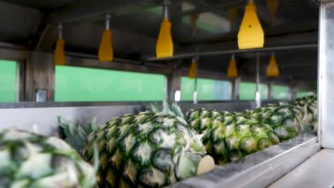 pineapple on conveyor belt
shot on gh5 with 12-35 f2