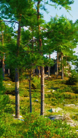 a scenic view of a lush pine forest with tall trees and a path leading into the woods