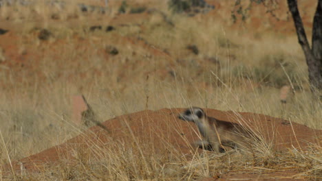 meerkat-sitting-on-a-small-sandy-hill-surrounded-by-grassland