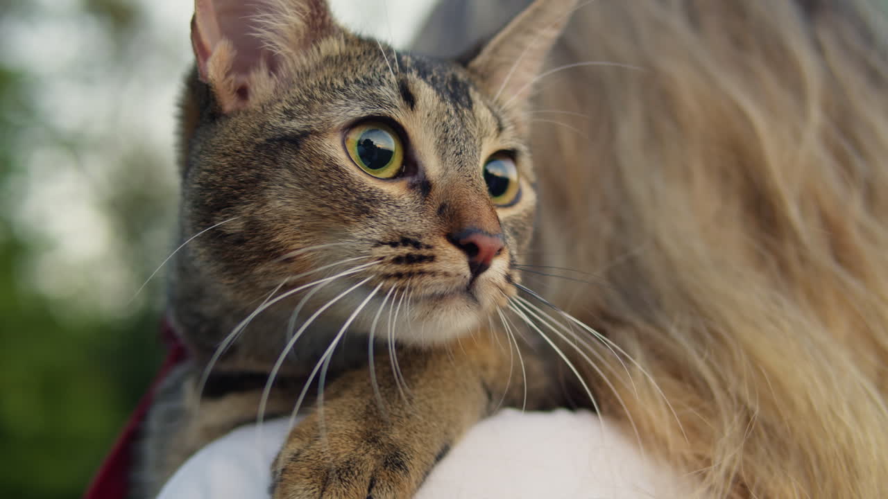Small pretty cat sitting on her woman owner in the park. Close-up of pretty kitty . Walking with a pet