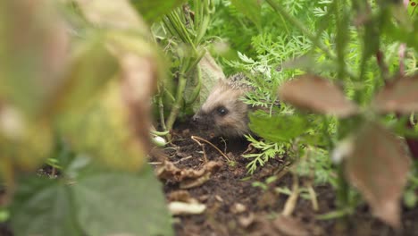 lindo y pequeño erizo europeo forrajeando en un jardín
