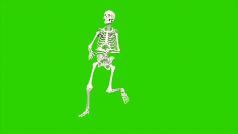 skeleton dancing. seamless loop animation on green screen.