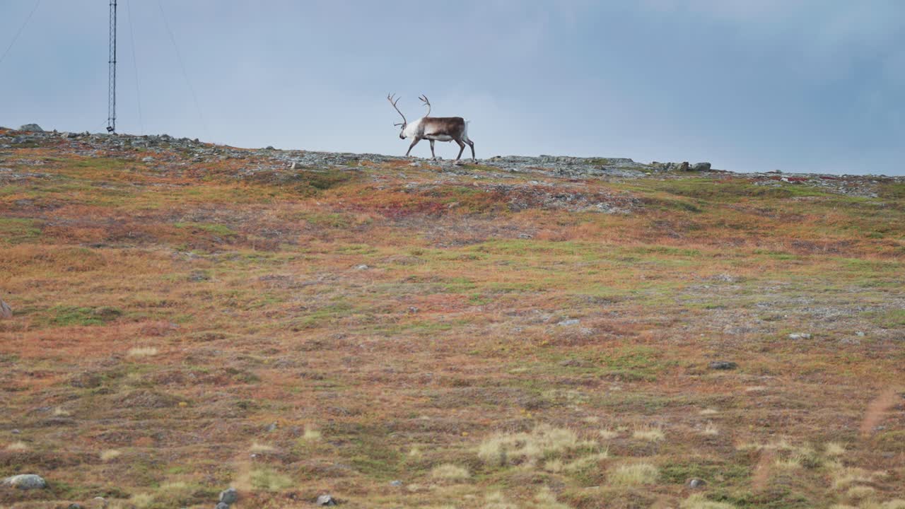 los renos vagan por la tundra de otoño y el norte de noruega
