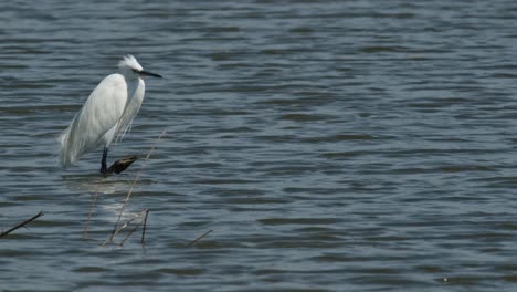 Blick-Nach-Rechts,-Während-Die-Kamera-Herauszoomt-Und-Nach-Links-Gleitet-Und-Diesen-Vogel-Enthüllt,-Der-An-Einem-Heißen,-Windigen-Tag-Ruht:-Seidenreiher-Egretta-Garzetta,-Thailand